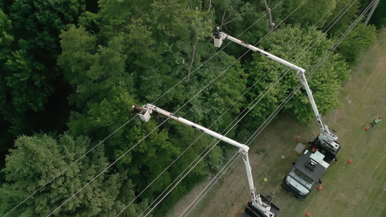 How Our Tree Care Process Works  in  Piney Point Village, TX